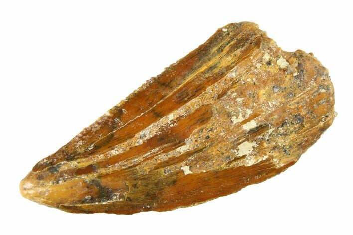 Raptor Tooth - Real Dinosaur Tooth #295757